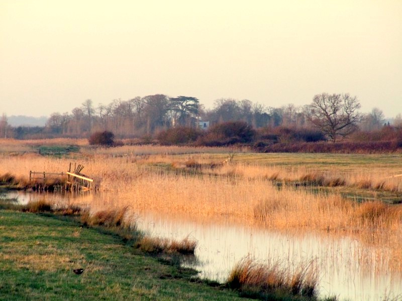 Can you see the Starlings?