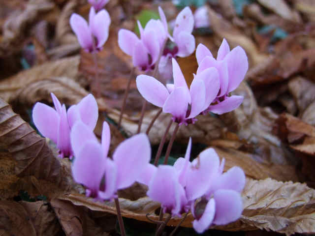 Crocus flowers